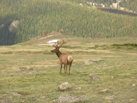 Elk Stag